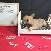 Cesar, a male French Bulldog for sale in Kansas City, MO – Photo 4 of 4