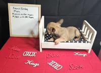 Cesar, a male French Bulldog for sale in El Dorado Springs, MO – Photo 4 of 4