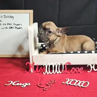 Cesar, a male French Bulldog for sale in Kansas City, MO – Photo 3 of 4