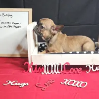 Cesar, a male French Bulldog for sale in Kansas City, MO – Photo 2 of 4