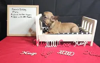 Cesar, a male French Bulldog for sale in El Dorado Springs, MO – Photo 2 of 4