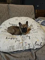 Cesar, a male French Bulldog for sale in Springfield, MO – Photo 4 of 6