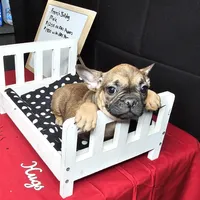 Cesar, a male French Bulldog for sale in Kansas City, MO – Photo 1 of 4