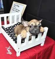 Cesar, a male French Bulldog for sale in El Dorado Springs, MO – Photo 1 of 4