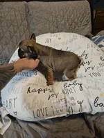 Cesar, a male French Bulldog for sale in Springfield, MO – Photo 6 of 6