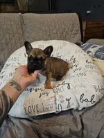 Cesar, a male French Bulldog for sale in Springfield, MO – Photo 5 of 6