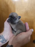 With 4 pups, a female French Bulldog for sale in Kansas City, MO – 5 of 5