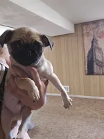 Frank, a male Pug for sale in Kansas City, MO – 6 of 7