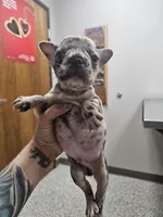 Spunk, a male French Bulldog for sale in Kansas City, MO – 3 of 5