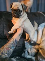 Baby, a male Pug for sale in Kansas City, MO – 5 of 6