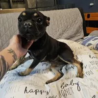 Dare, a female French Bulldog for sale in Kansas City, MO – Photo 1 of 3