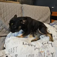 Dare, a female French Bulldog for sale in Kansas City, MO – Photo 3 of 3