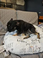 Dare, a female French Bulldog for sale in Springfield, MO – Photo 3 of 3