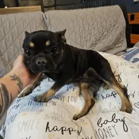 Dare, a female French Bulldog for sale in Kansas City, MO – Photo 2 of 3