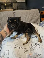 Dare, a female French Bulldog for sale in Springfield, MO – Photo 2 of 3