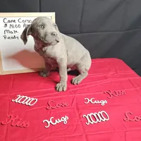 Blue, a male Cane Corso for sale in Kansas City, MO – Photo 2 of 6