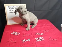 Blue, a male Cane Corso for sale in El Dorado Springs, MO – Photo 2 of 6