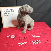 Blue, a male Cane Corso for sale in Kansas City, MO – Photo 3 of 6