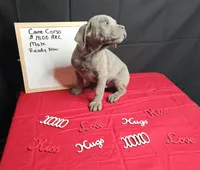 Blue, a male Cane Corso for sale in El Dorado Springs, MO – Photo 3 of 6