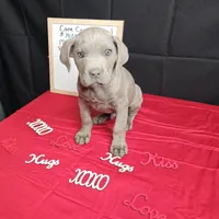 Blue, a male Cane Corso for sale in Kansas City, MO – Photo 4 of 6