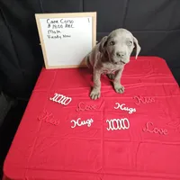 Blue, a male Cane Corso for sale in Kansas City, MO – Photo 5 of 6