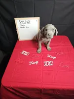 Blue, a male Cane Corso for sale in El Dorado Springs, MO – Photo 5 of 6