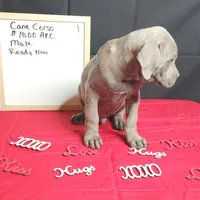 Blue, a male Cane Corso for sale in Kansas City, MO – Photo 1 of 6