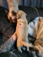 Frank, a male Pug for sale in Kansas City, MO – 3 of 5