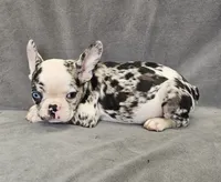 Ben, a male French Bulldog for sale in Kansas City, MO – 2 of 6