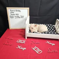 Chunk, a male French Bulldog for sale in Kansas City, MO – Photo 6 of 6