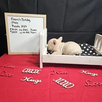 Chunk, a male French Bulldog for sale in Kansas City, MO – Photo 1 of 6