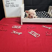 Chunk, a male French Bulldog for sale in Kansas City, MO – Photo 3 of 6