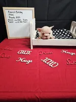 Chunk, a male French Bulldog for sale in El Dorado Springs, MO – Photo 6 of 6