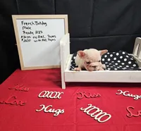 Chunk, a male French Bulldog for sale in El Dorado Springs, MO – Photo 3 of 6