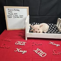 Chunk, a male French Bulldog for sale in Kansas City, MO – Photo 4 of 6