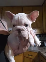 Chunk, a male French Bulldog for sale in Kansas City, MO – Photo 2 of 3
