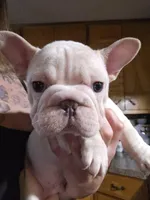 Chunk, a male French Bulldog for sale in Kansas City, MO – Photo 3 of 3