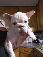 Chunk, a male French Bulldog for sale in Kansas City, MO – Photo 1 of 3