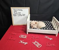 Chunk, a male French Bulldog for sale in El Dorado Springs, MO – Photo 2 of 6