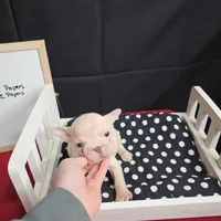 Chunk, a male French Bulldog for sale in Kansas City, MO – Photo 2 of 6