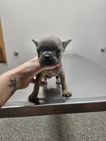 Roy, a male French Bulldog for sale in Kansas City, MO – 2 of 3
