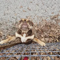 Charlie, a female English Bulldog for sale in Kansas City, MO – Photo 3 of 3