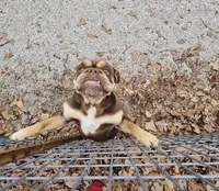 Charlie, a female English Bulldog for sale in El Dorado Springs, MO – Photo 3 of 3