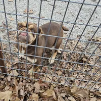 Charlie, a female English Bulldog for sale in Kansas City, MO – Photo 2 of 3