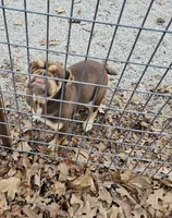 Charlie, a female English Bulldog for sale in El Dorado Springs, MO – Photo 2 of 3