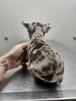 Spunk, a male French Bulldog for sale in Kansas City, MO – 4 of 5