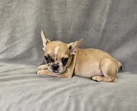 Wes, a male French Bulldog for sale in Kansas City, MO – 3 of 6