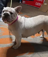 Popcorn, a female French Bulldog for sale in Belton, MO – 2 of 3