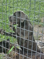Lilth, a female Cane Corso for sale in Kansas City, MO – 2 of 5