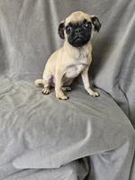 Luke, a male Pug for sale in Kansas City, MO – 5 of 5